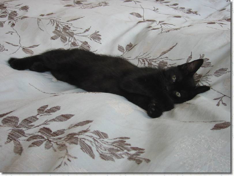 Click for the original image