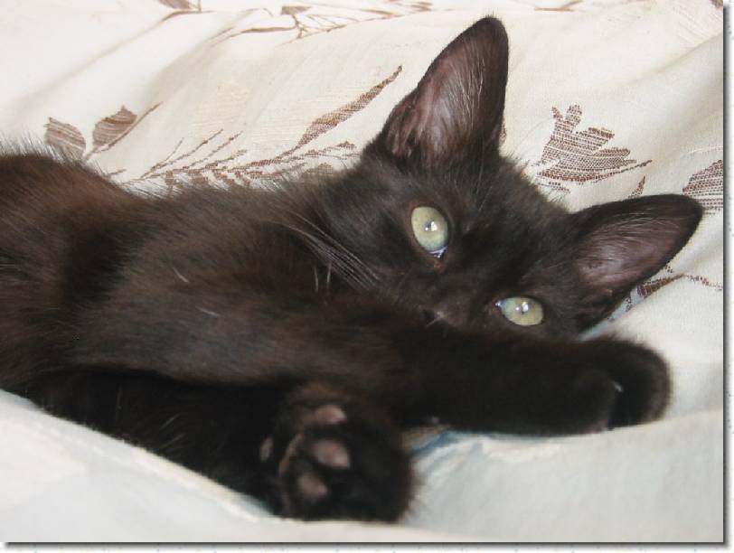 Click for the original image