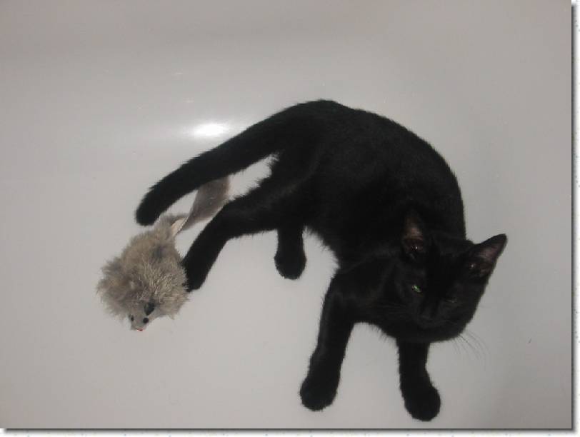 Click for the original image