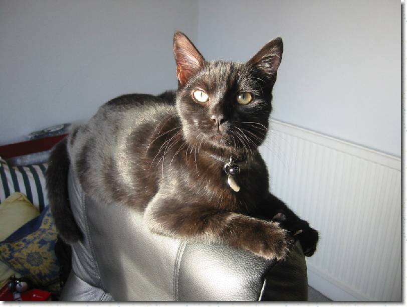 Click for the original image