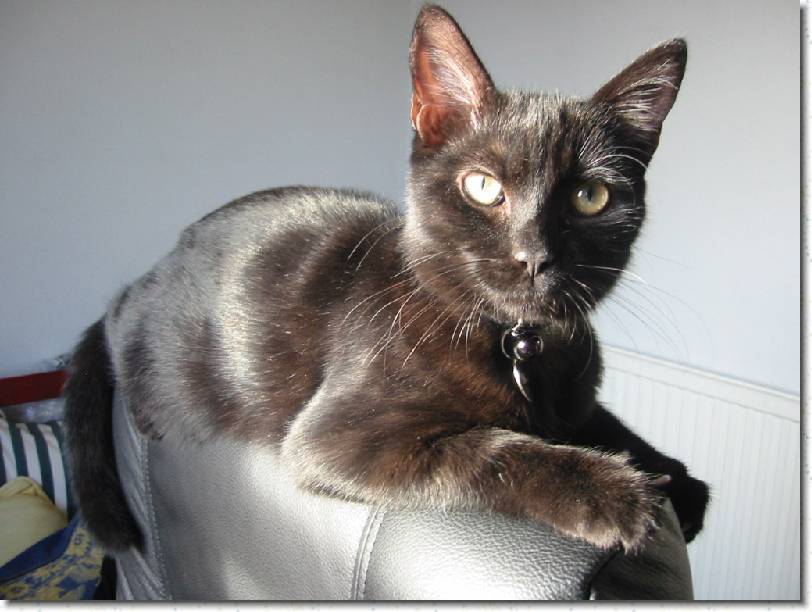 Click for the original image